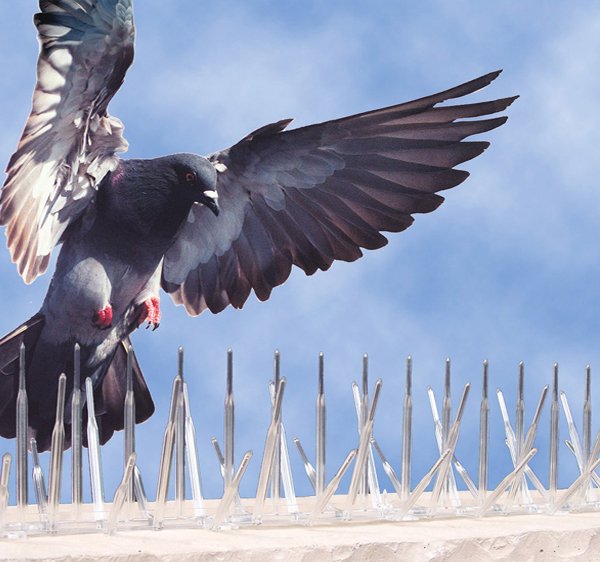 service dépigeonnage à domicile casablanca