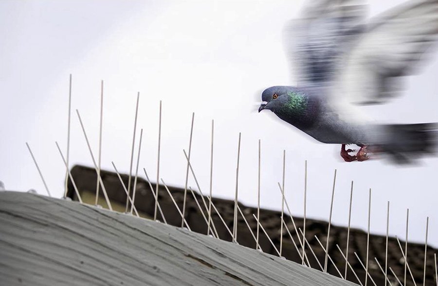 Anti pigeon balcon casablanca est une societe depigeonnage