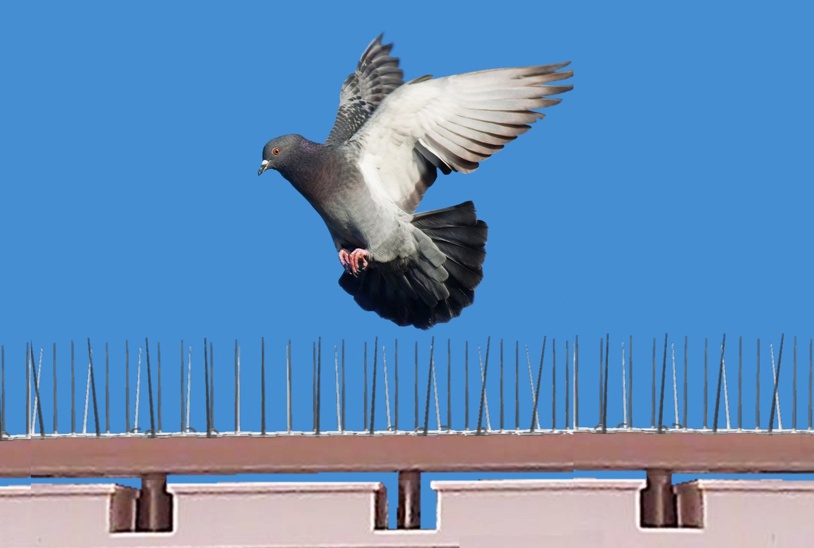 Anti pigeon - société de Dépigeonnage à Casablanca